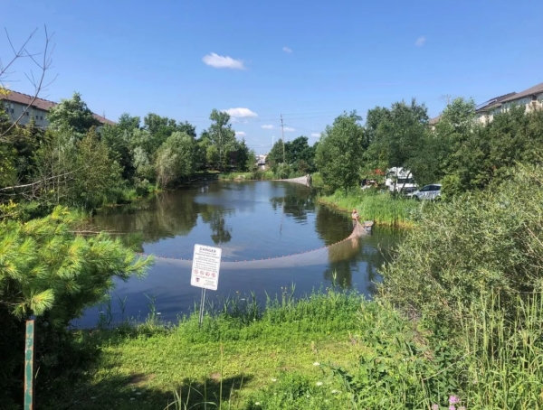 家养的小金鱼入侵北美后成为3斤重的“鲤鱼王”缺氧还能活5个月